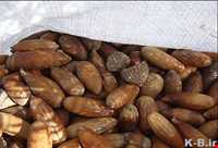 نان بلیط یا بلوط