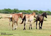 پناه گاه حیات وحش میانکاله