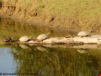 پناه گاه حیات وحش میانکاله