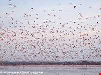 پناه گاه حیات وحش میانکاله