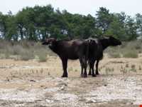 پناه گاه حیات وحش میانکاله