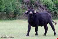 پناه گاه حیات وحش میانکاله