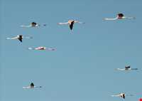 پناه گاه حیات وحش میانکاله