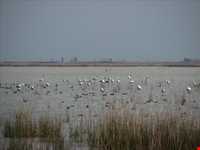 پناه گاه حیات وحش میانکاله