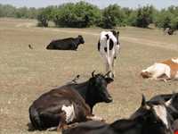 پناه گاه حیات وحش میانکاله