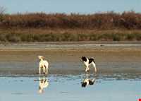 پناه گاه حیات وحش میانکاله