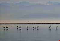 پناه گاه حیات وحش میانکاله