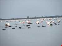 پناه گاه حیات وحش میانکاله