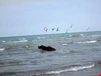 پناه گاه حیات وحش میانکاله