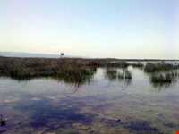 پناه گاه حیات وحش میانکاله