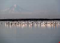 پناه گاه حیات وحش میانکاله