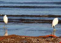 پناه گاه حیات وحش میانکاله