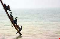 پناه گاه حیات وحش میانکاله