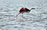 پناه گاه حیات وحش میانکاله