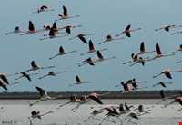 پناه گاه حیات وحش میانکاله