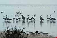 پناه گاه حیات وحش میانکاله