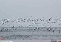 پناه گاه حیات وحش میانکاله