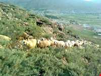 منطقه کوهرنگ بختیاری