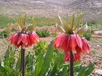 منطقه کوهرنگ بختیاری