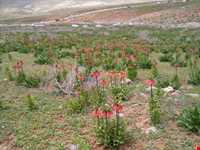 منطقه کوهرنگ بختیاری