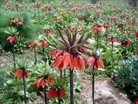 منطقه کوهرنگ بختیاری