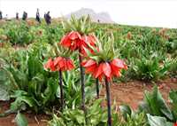 منطقه کوهرنگ بختیاری