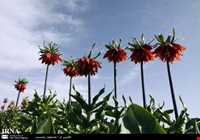 منطقه کوهرنگ بختیاری