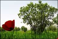 منطقه بازفت