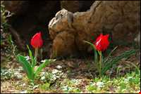 منطقه بازفت