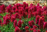 منطقه بازفت