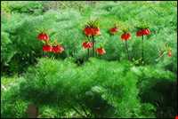 منطقه بازفت