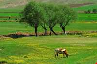 منطقه بازفت