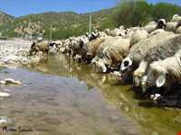 منطقه بازفت