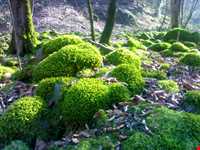 Semeskandeh Wildlife refuge