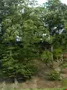 Semeskandeh Wildlife refuge