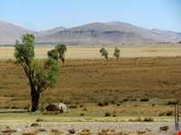 تالاب گندمان