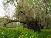 تالاب گندمان