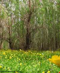 تالاب گندمان