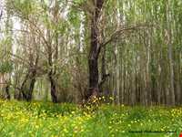 تالاب گندمان