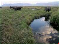 تالاب گندمان