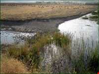 تالاب گندمان