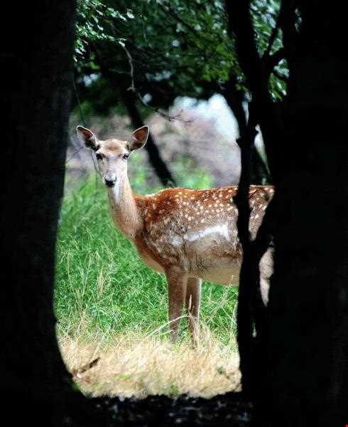 پناهگاه حیات وحش دشت ناز