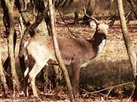 پناهگاه حیات وحش دشت ناز