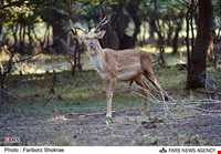 پناهگاه حیات وحش دشت ناز