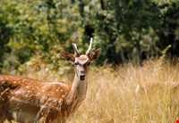 پناهگاه حیات وحش دشت ناز