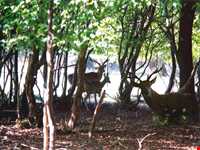 پناهگاه حیات وحش دشت ناز