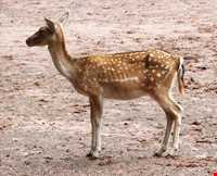 پناهگاه حیات وحش دشت ناز