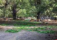 پناهگاه حیات وحش دشت ناز