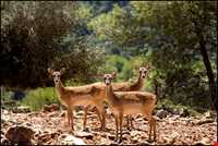 پناهگاه حیات وحش دشت ناز