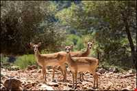 پناهگاه حیات وحش دشت ناز